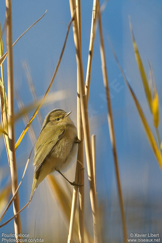 Common Chiffchaff, identification, Behaviour