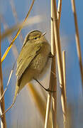 Common Chiffchaff