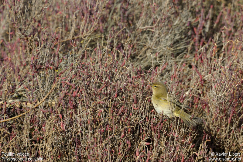 Pouillot véloce, identification