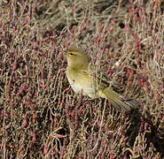 Common Chiffchaff