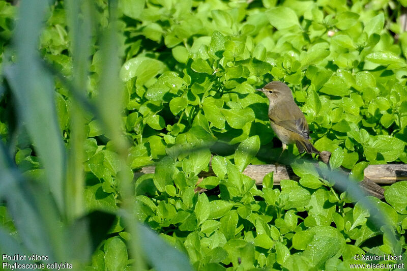 Pouillot véloce, identification