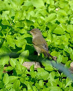 Common Chiffchaff