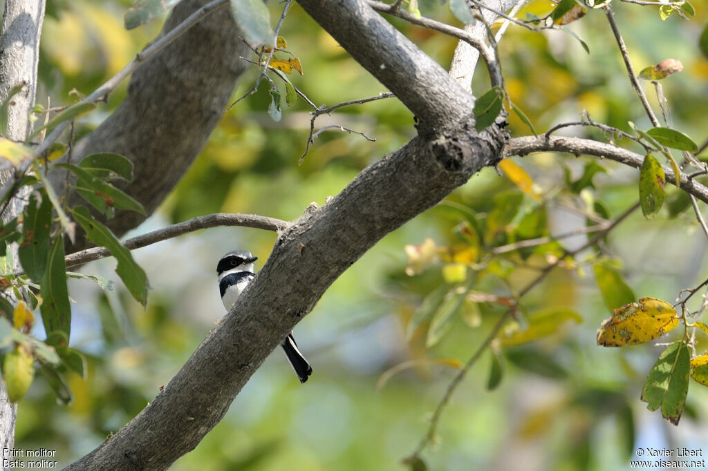 Chinspot Batis male adult, identification