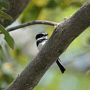 Chinspot Batis