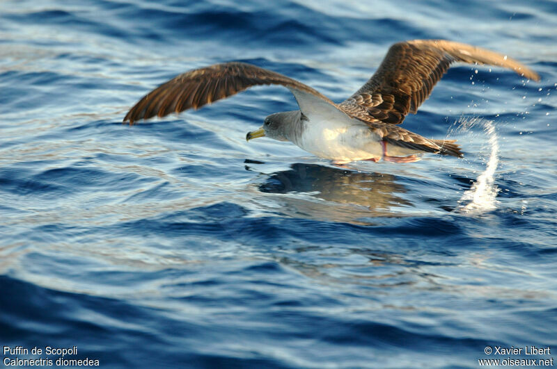 Puffin de Scopoli, identification