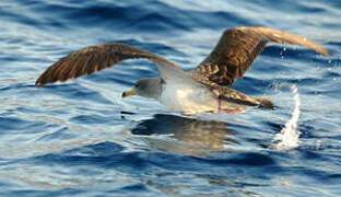 Scopoli's Shearwater