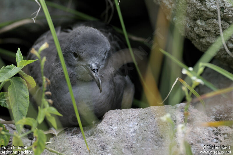 Wedge-tailed Shearwater, identification