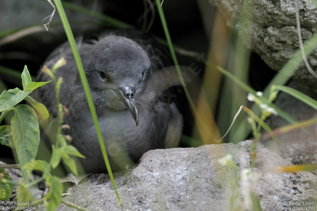 Puffin fouquet, identification