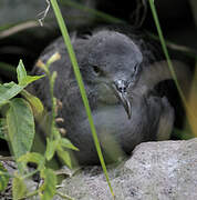 Wedge-tailed Shearwater