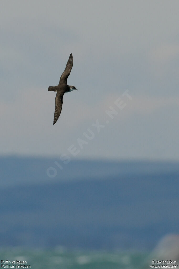 Yelkouan Shearwater, Flight