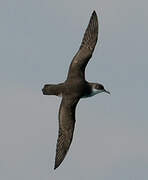 Yelkouan Shearwater