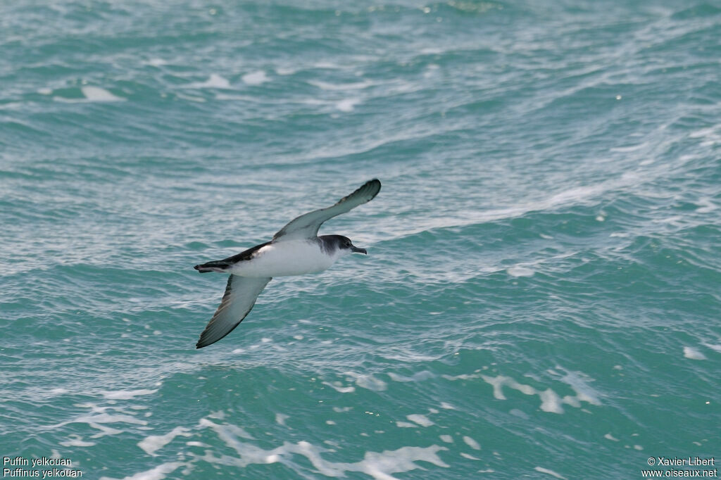 Yelkouan Shearwater, identification