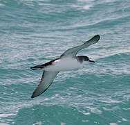 Yelkouan Shearwater