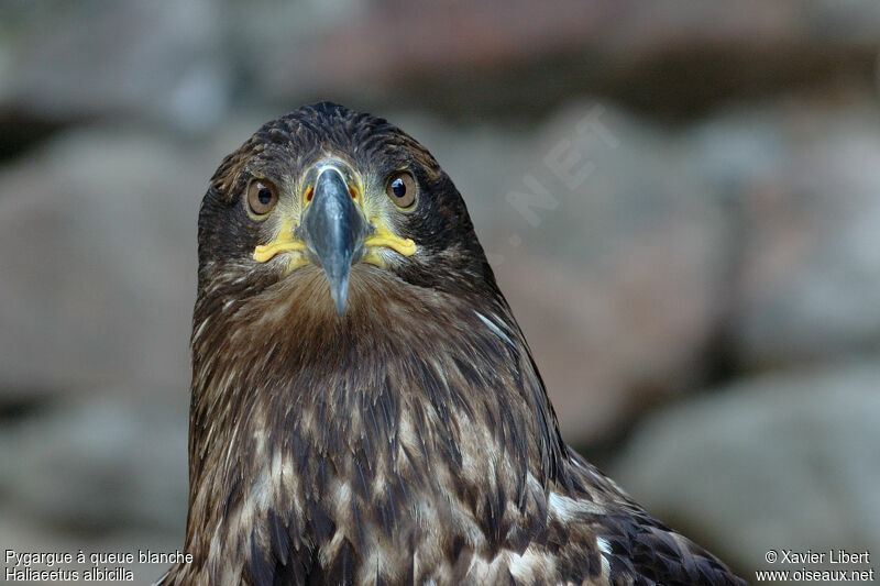 White-tailed Eagleadult, identification