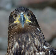 White-tailed Eagle