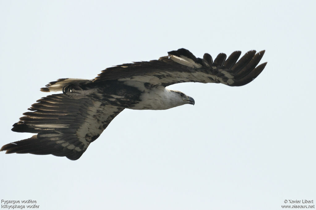 African Fish Eaglejuvenile, Flight