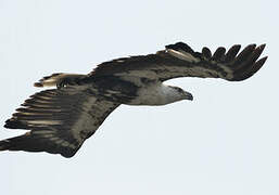 African Fish Eagle