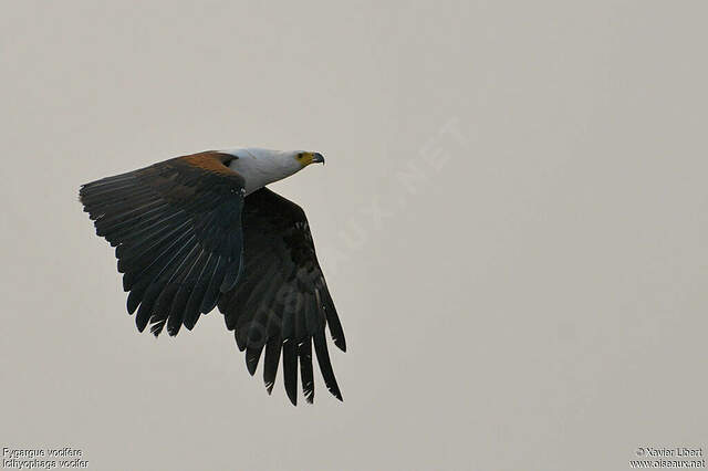 Pygargue vocifère adulte - lixa98048