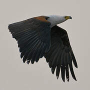 African Fish Eagle