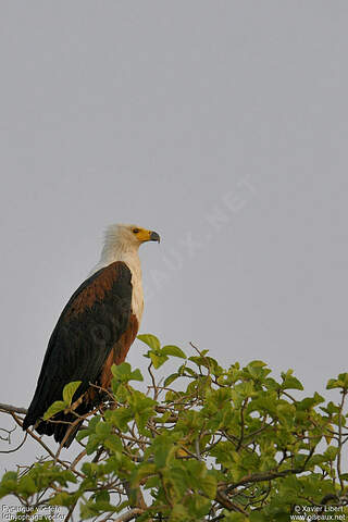 Pygargue vocifère - Pygargue vocifer adulte - lixa98049