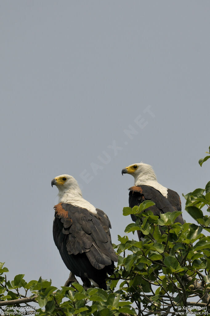 African Fish Eagle adult, identification