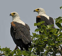 African Fish Eagle