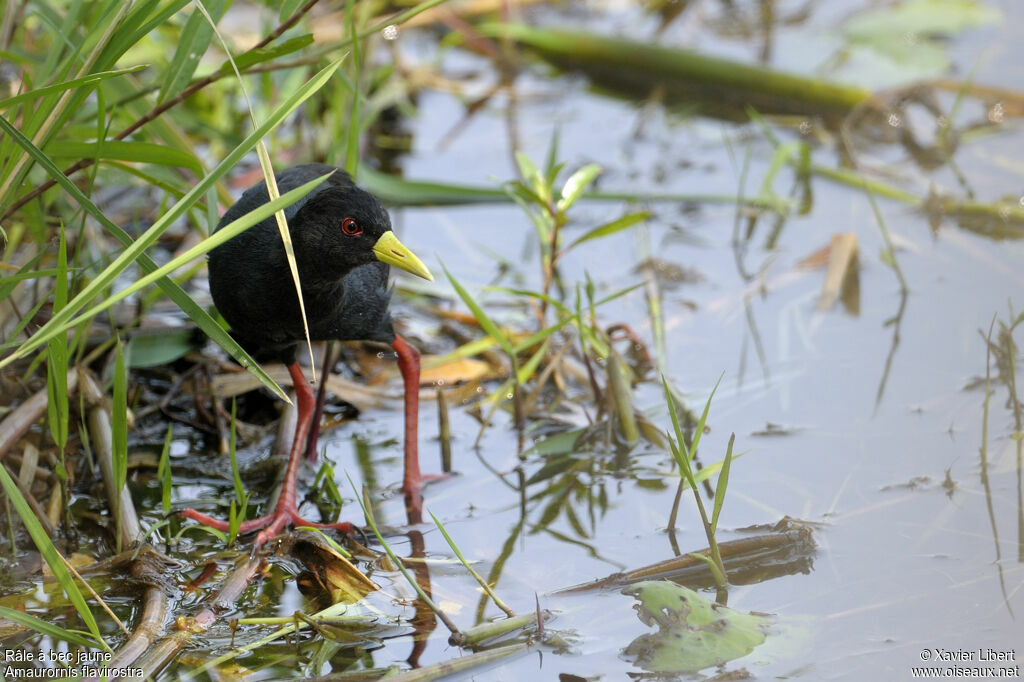 Râle à bec jauneadulte, identification