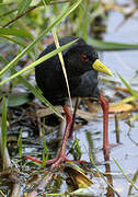 Black Crake