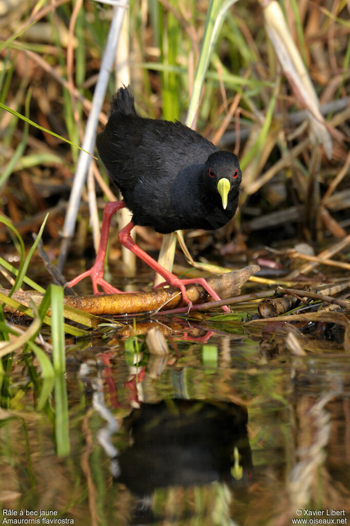 Black Crakeadult, identification