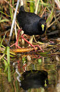 Black Crake