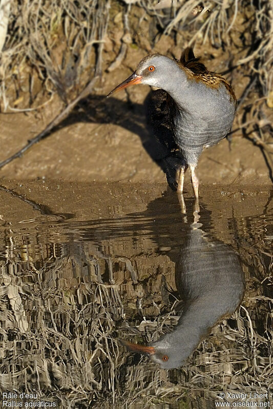 Water Rail, identification