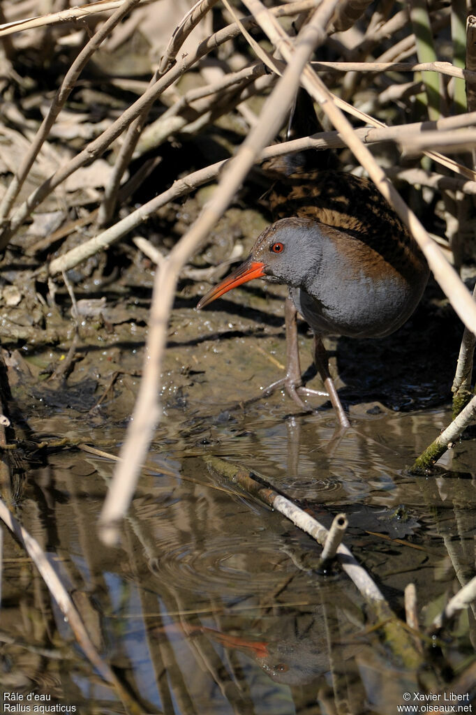 Râle d'eauadulte, identification