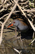 Water Rail