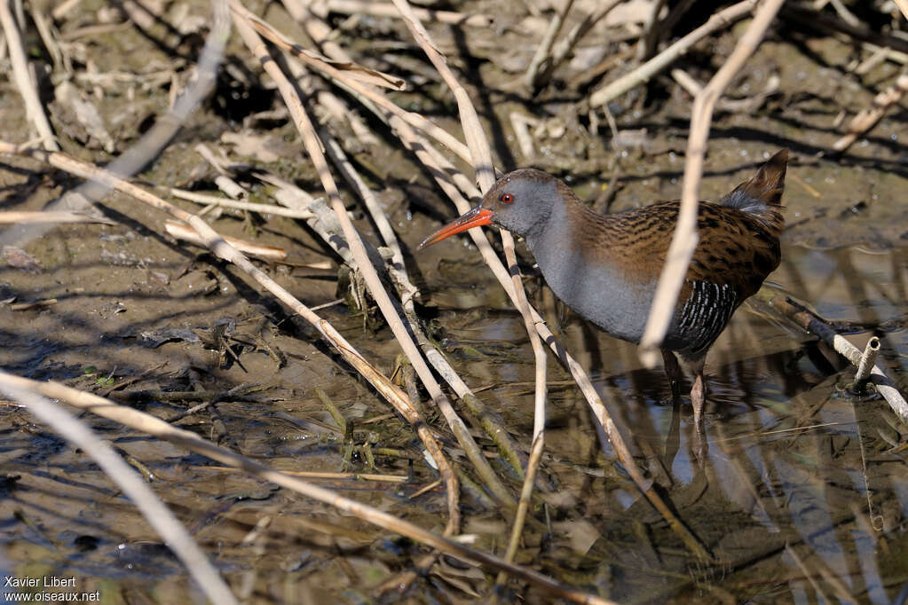 Water Railadult, habitat, Behaviour