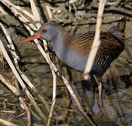 Water Rail