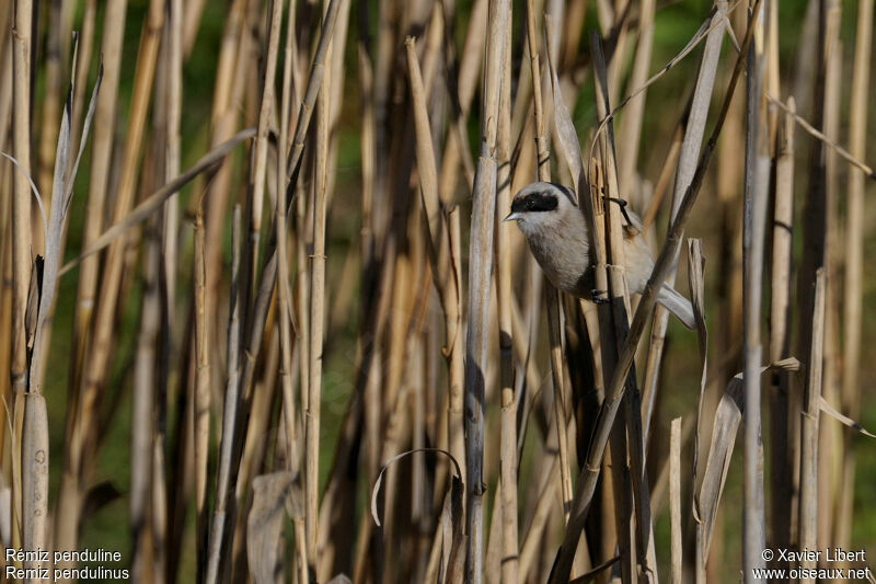 Rémiz penduline mâle adulte, identification