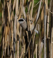 Rémiz penduline