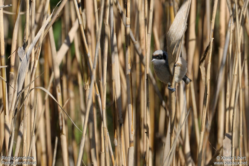 Rémiz penduline mâle adulte, identification