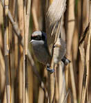 Rémiz penduline