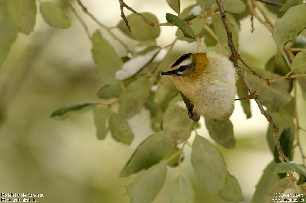 Common Firecrestadult, identification