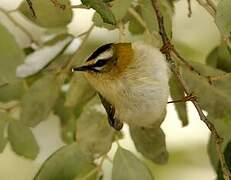 Common Firecrest