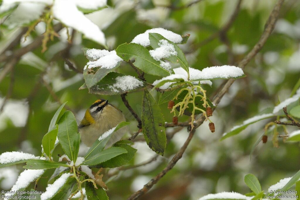 Common Firecrest male adult, identification