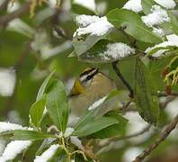 Common Firecrest