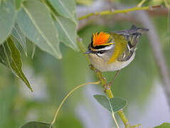 Common Firecrest