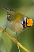 Common Firecrest