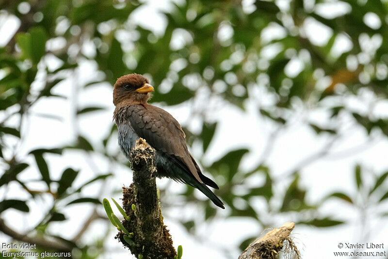 Broad-billed Roller, identification