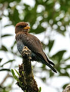 Broad-billed Roller