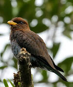 Broad-billed Roller