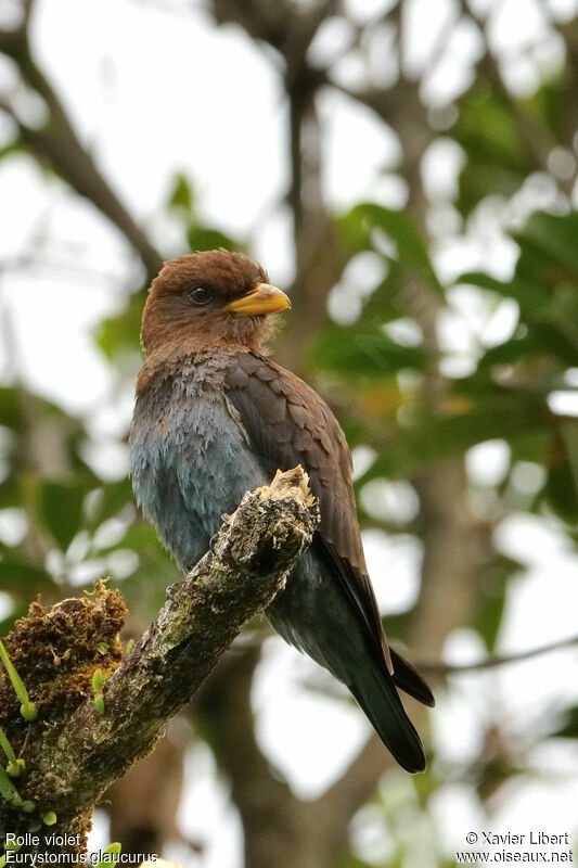 Broad-billed Roller, identification