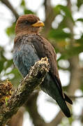 Broad-billed Roller